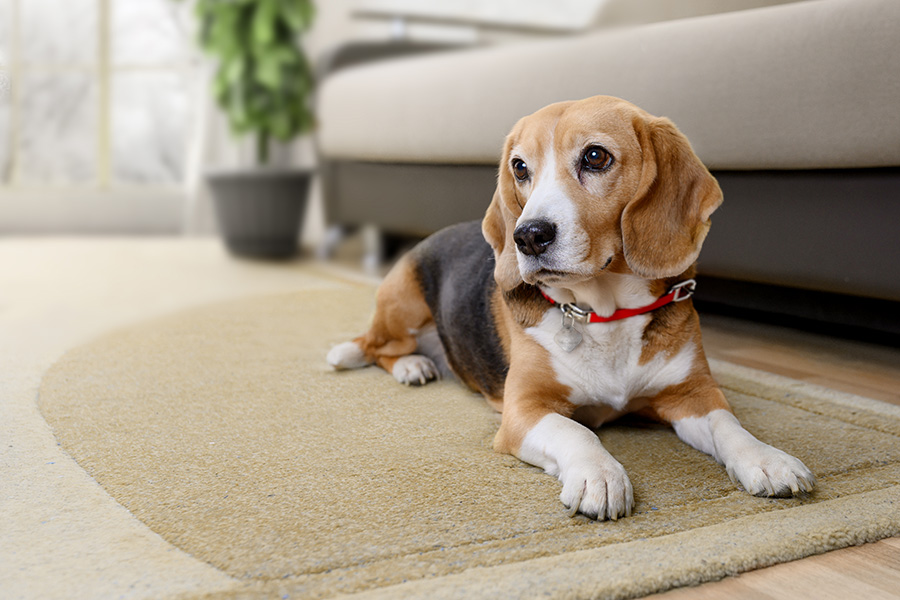 Hôm nay không phải là một ngày quá suôn sẻ với người tuổi Tuất